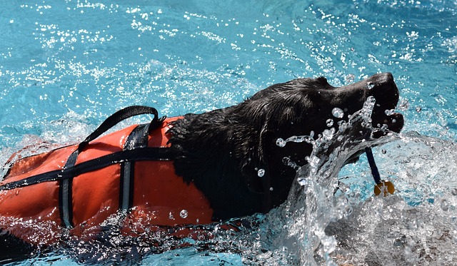 Seguros para mascotas, seguridad animal, protección integral, responsabilidad en el cuidado de mascotas